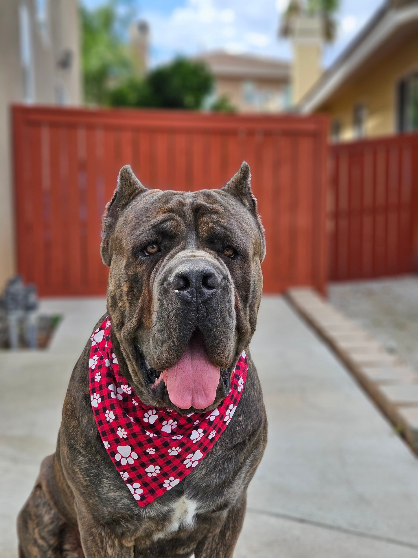 Slip On Collar Dog Bandanas
