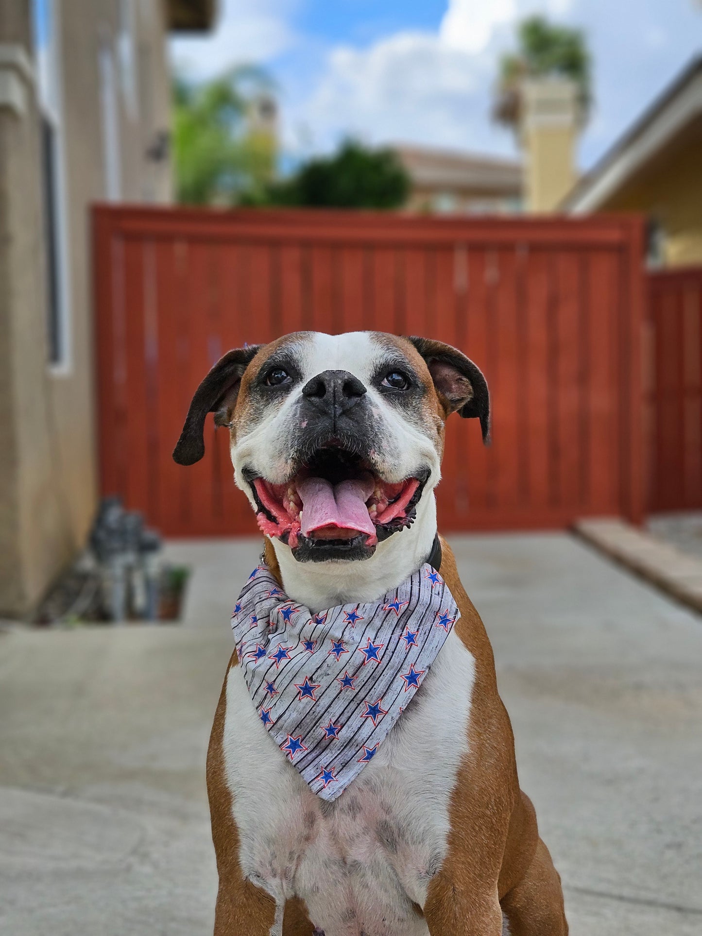 Slip On Collar Dog Bandanas