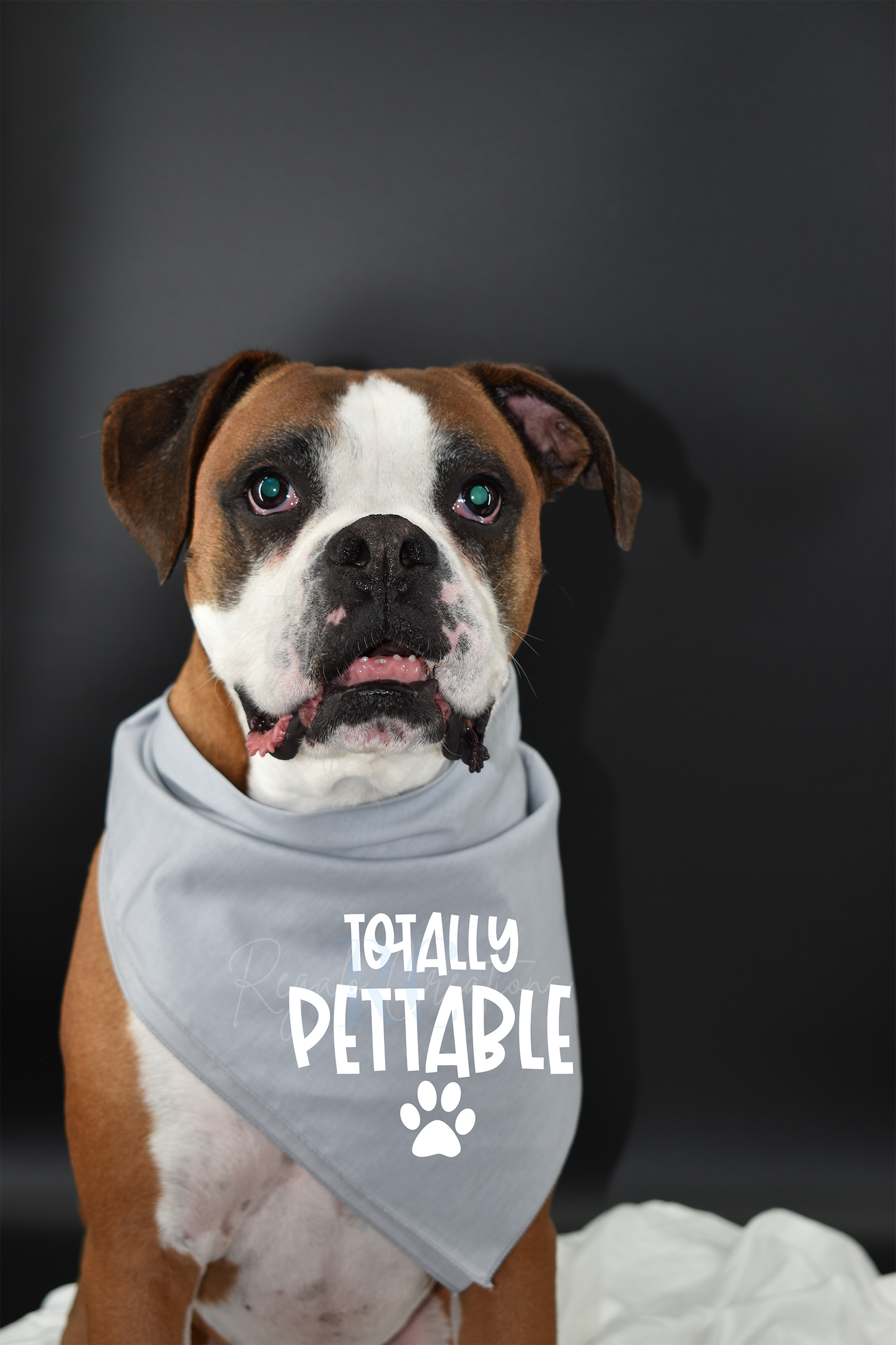 Totally Pettable (Dog Bandana)